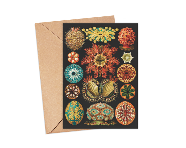 Ikonink Gift Card - Ascidian