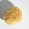 Ocean Sea Sponge Silk 3-3.5 inch