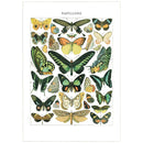Pattern Book Gift Card - Papillons