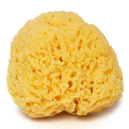 Ocean Sea Sponge Grass 5-6 inch Default Title