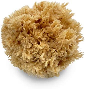 Ocean Sea Sponge Wool 3 inch Default Title