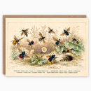 Pattern Book Gift Card - Honeybee