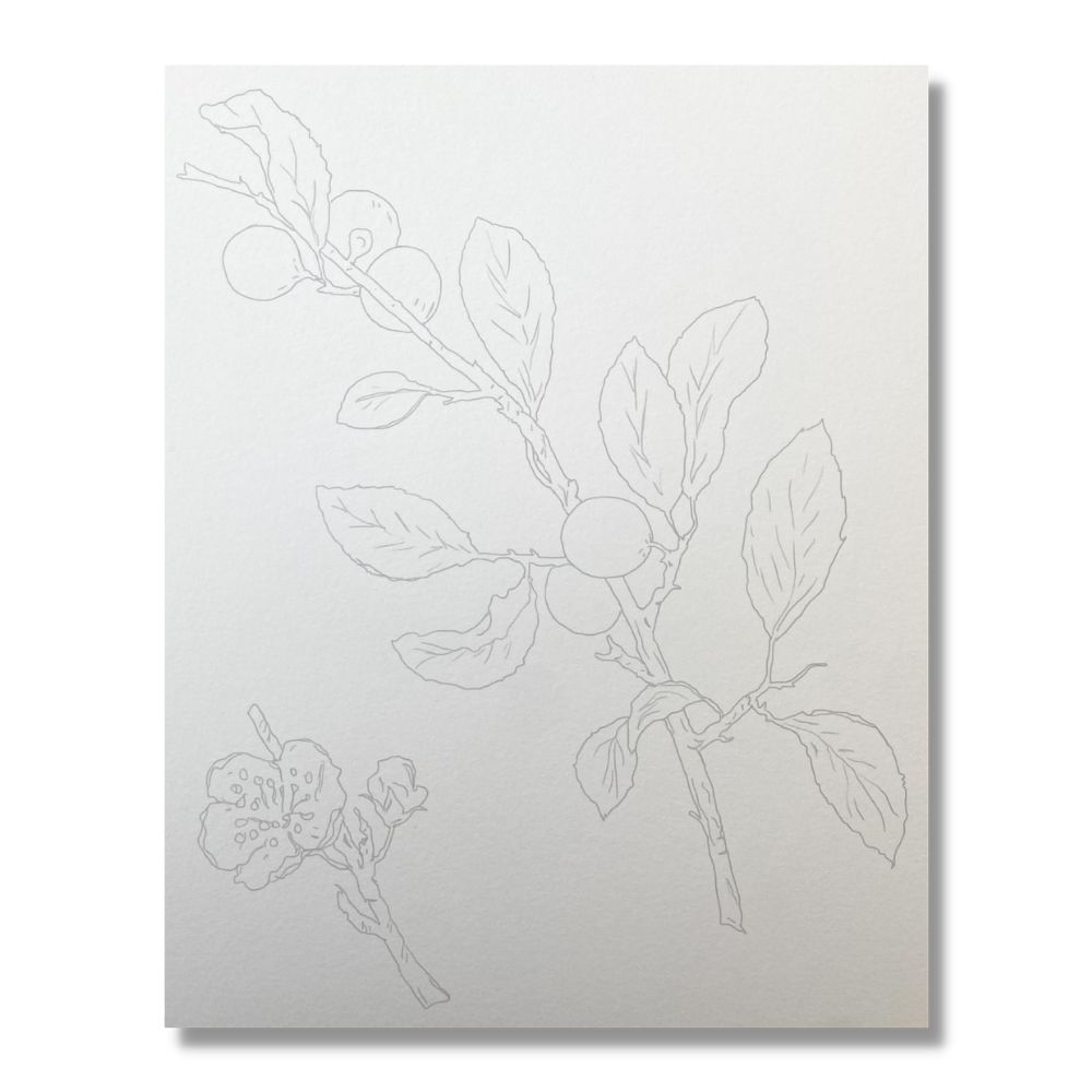 Clairefontaine Watercolour Learning Pad 24x30cm Botanical image 4