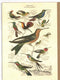 Pattern Book Gift Card - Hummingbird