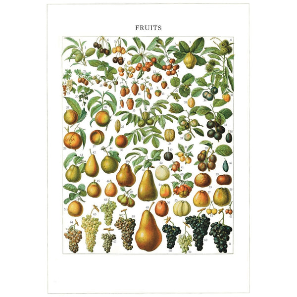Pattern Book Gift Card - Fruits
