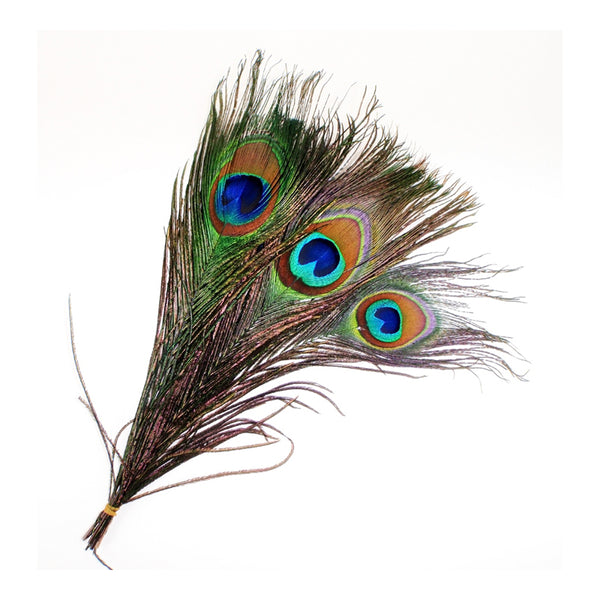 Shamrock Peacock Feathers Pkt 5